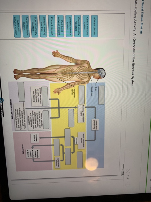 Solved: Neural Tissue. Post Lab Art-labeling Activity: An | Chegg.com