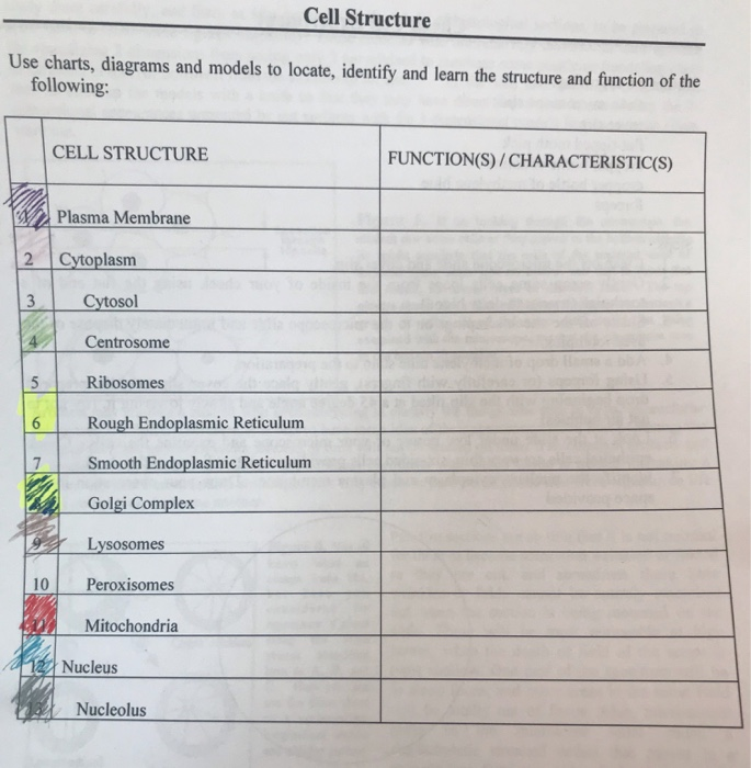 Cell Structure Location And Function Chart