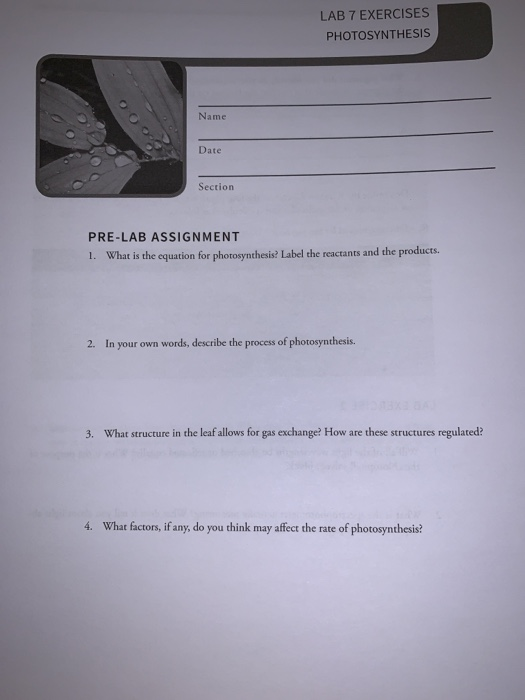 Solved LAB 7 EXERCISES PHOTOSYNTHESIS Name Date Section | Chegg.com