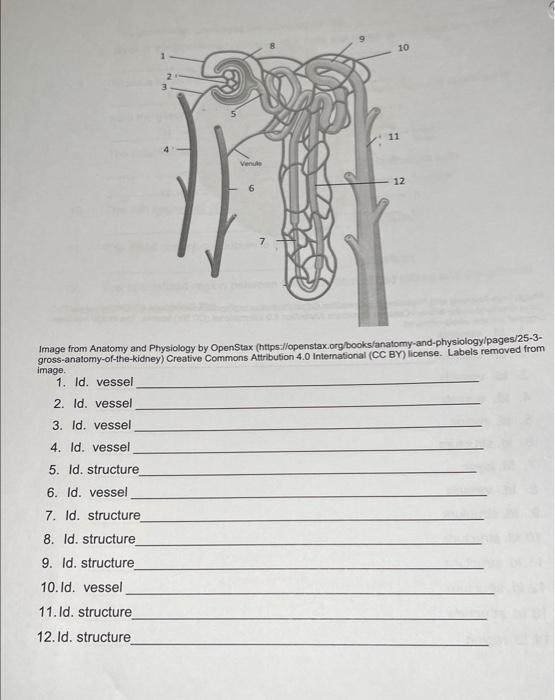 Solved Image From Anatomy And Physiology By OpenStax | Chegg.com