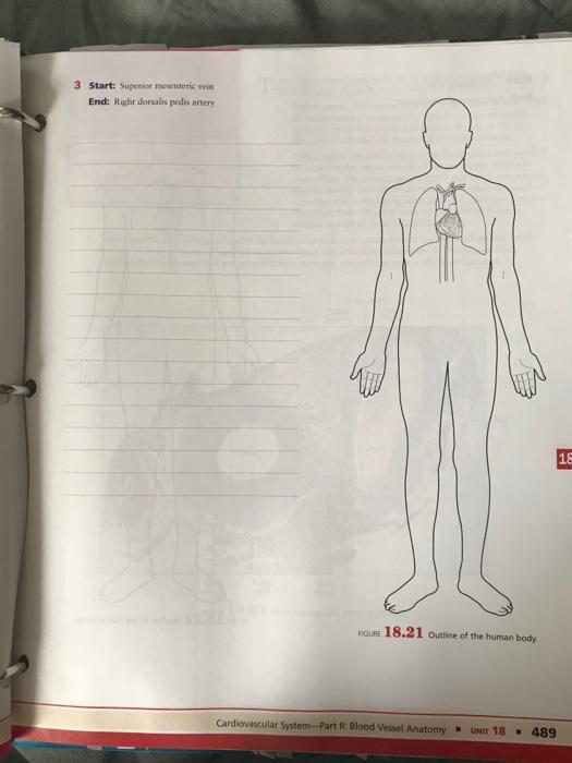 Solved Procedure 1 Tracing Blood Flow Patterns Trace the