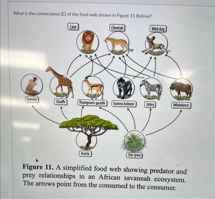 african savanna food chain diagram