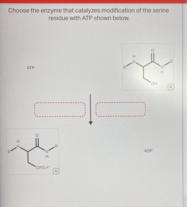 Solved Choose the enzyme that catalyzes modification of the | Chegg.com