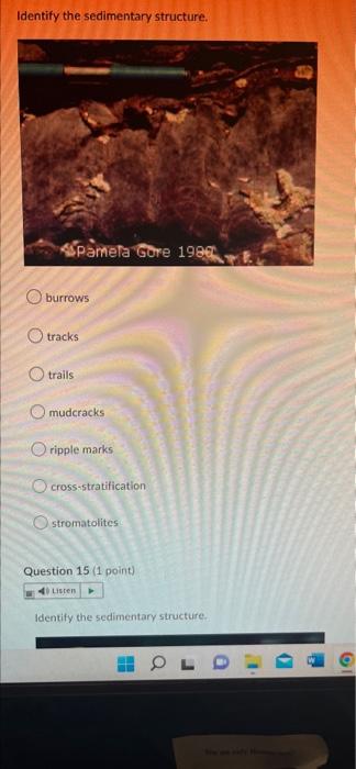 Identify the sedimentary structure.
Pamela Gore 1990
burrows
tracks
Otrails
mudcracks
Oripple marks
O cross-stratification
Os