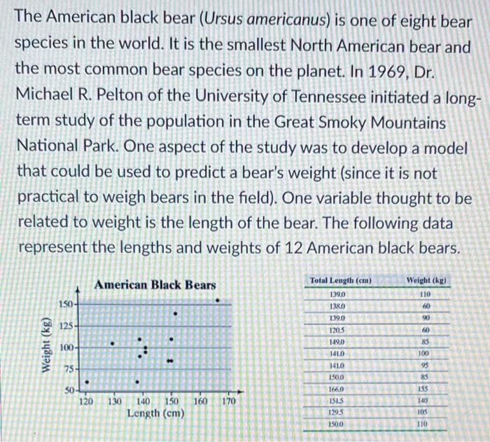 The American black bear (Ursus americanus) is one of eight bear species in the world. It is the smallest North American bear 