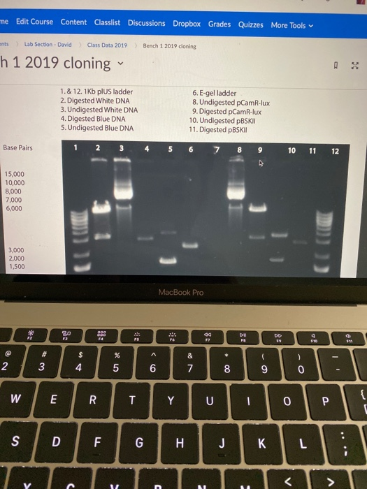 Part Iii Gel Electrophoresis Parameters Of Gel El Chegg Com
