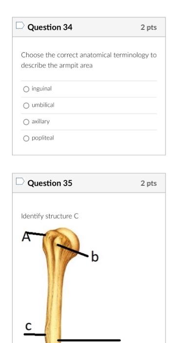 Choose the correct anatomical terminology to describe the armpit area
inguinal
umbilical
axillary
popliteal
Question 35
2 pts