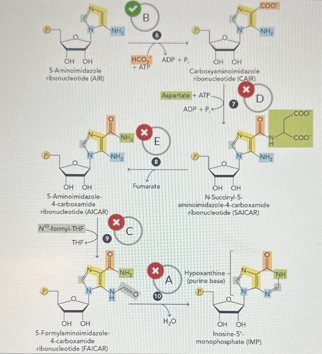 Solved Within the image, identify the enzymes involved in