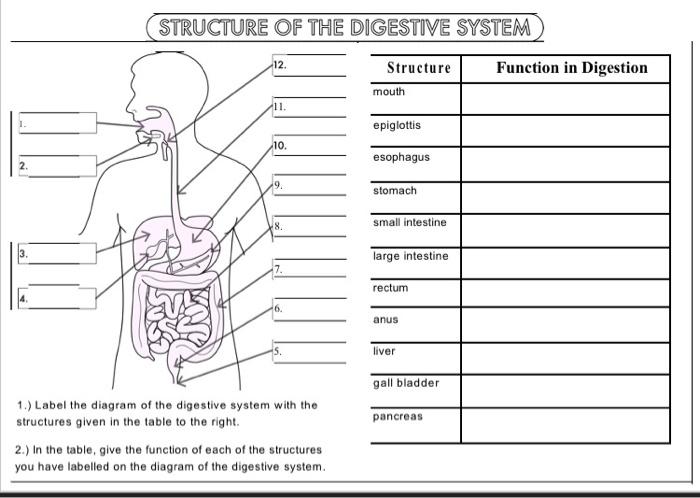 digestive system esophagus function