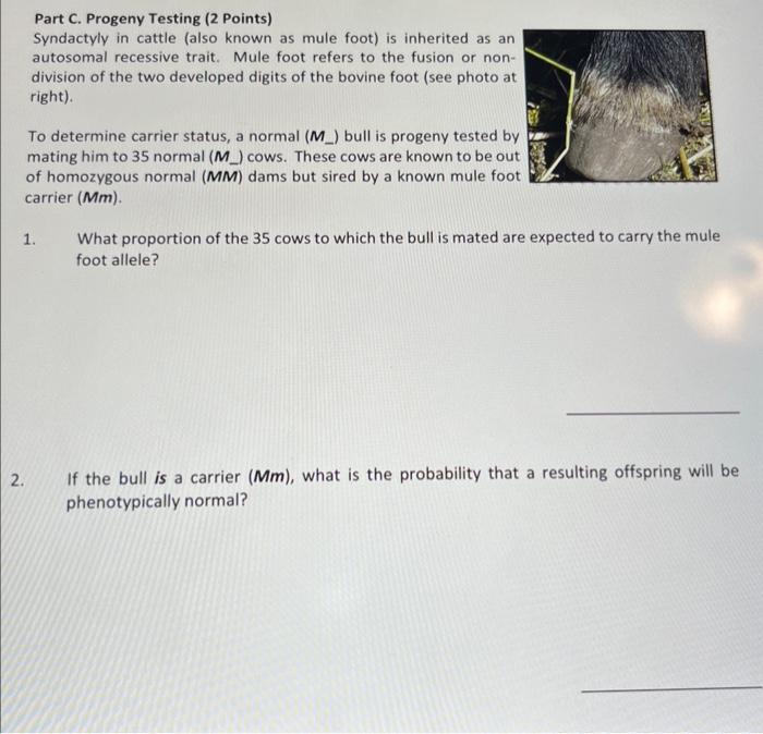 Part C. Progeny Testing (2 Points)
Syndactyly in cattle (also known as mule foot) is inherited as an autosomal recessive trai