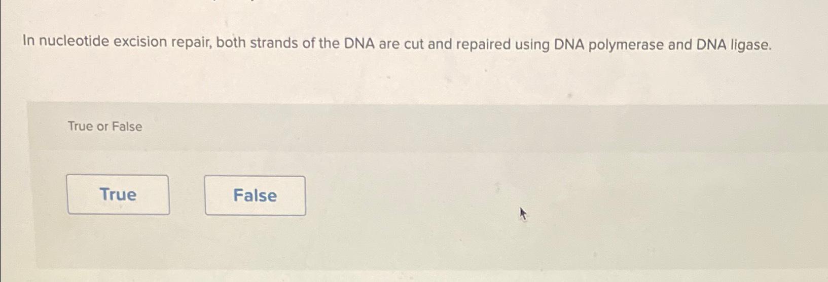 Solved In nucleotide excision repair, both strands of the | Chegg.com