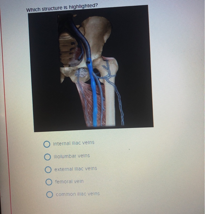 Which Structure Is Highlighted Popliteal Artery O Chegg Com