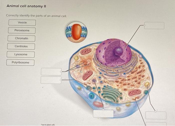 Solved Animal cell anatomy II Correctly identify the parts 