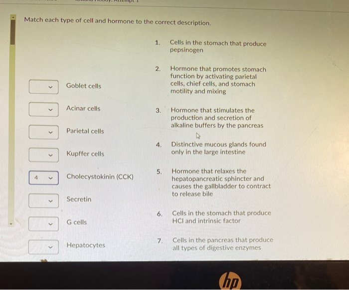 Solved Match each type of cell and hormone to the correct | Chegg.com