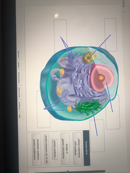 Solved Answer Bank cellular respiration; ATP synthesis | Chegg.com