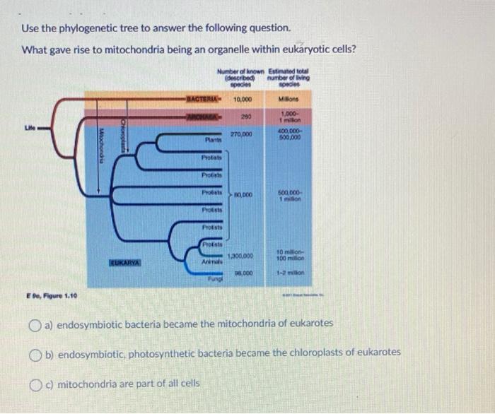 Solved Use the phylogenetic tree to answer the following | Chegg.com