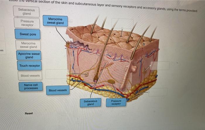 Solved tical section of the skin and subcutaneous layer and | Chegg.com