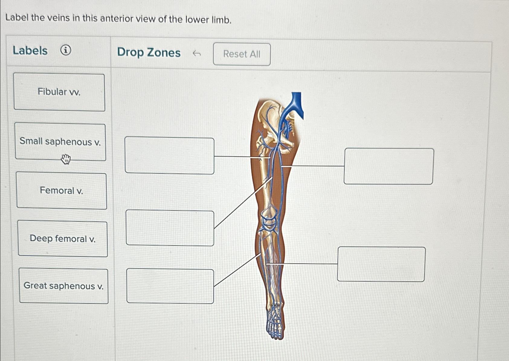 Solved Label the veins in this anterior view of the lower | Chegg.com