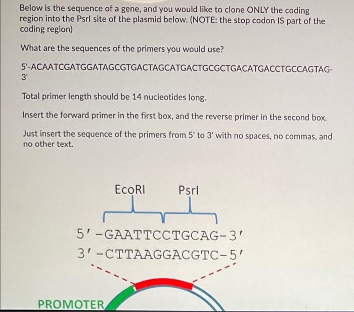 Solved Below is the sequence of a gene, and you would like | Chegg.com
