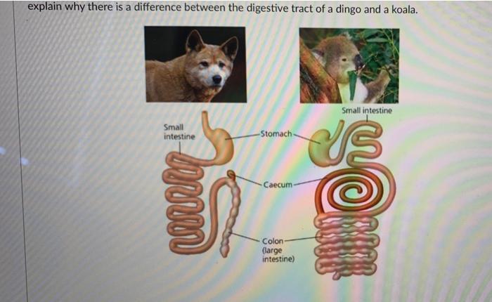 explain why there is a difference between the digestive tract of a dingo and a koala.
Small intestine
Small
intestine
-Stomac