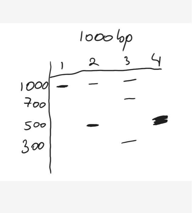 18. You have used PCR to amplify the locus known as | Chegg.com