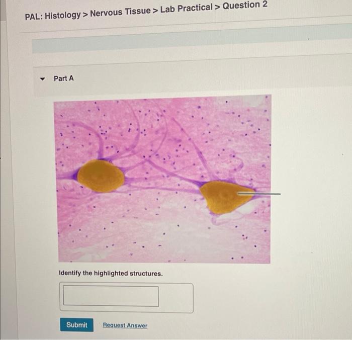 Solved PAL: Histology > Nervous Tissue > Lab Practical > | Chegg.com