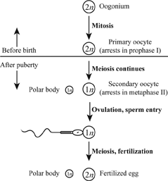 Definition of Animal Gametogenesis (as Represented In Mammals) | Chegg.com