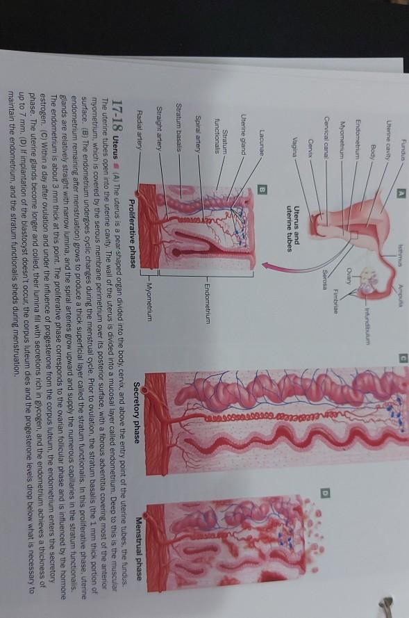 stratum basalis endometrium