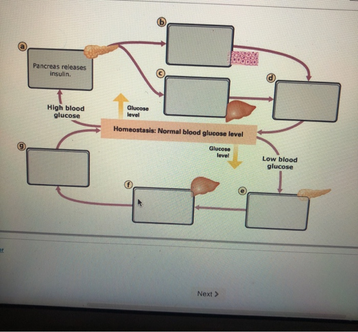 Solved Pancreas releases insulin. High blood glucose Glucose | Chegg.com