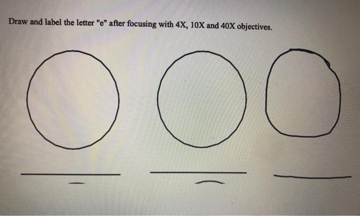 solved-draw-the-letter-e-after-focusing-4x-10x-and-40x-chegg