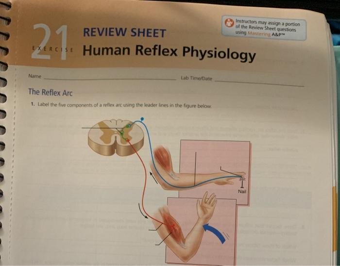 Solved Instructors May Assign A Portion Of The Review Sheet Chegg