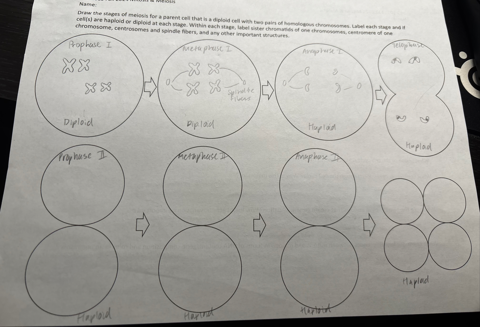 Solved Name:Draw the stages of meiosis for a parent cell | Chegg.com