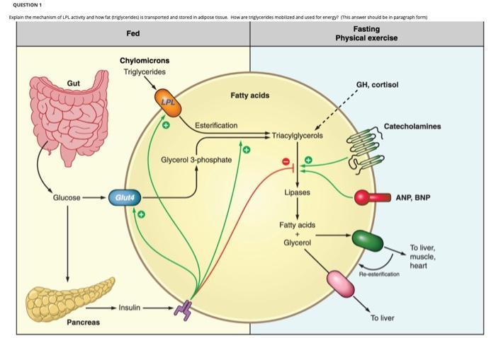 Solved Explain the mechanisim of LPL activity and hot fat | Chegg.com
