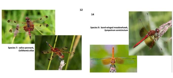 CREATE A DICHOTOMOUS KEY WITH THE DRAGONFILIES THAT | Chegg.com