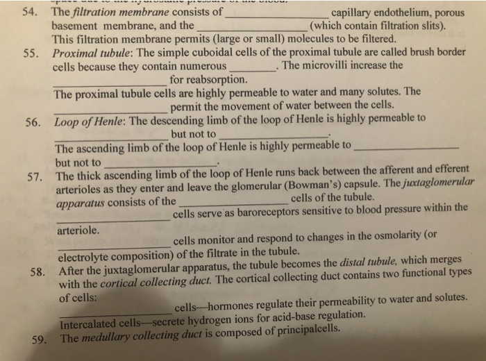 Solved 54. The filtration membrane consists of capillary