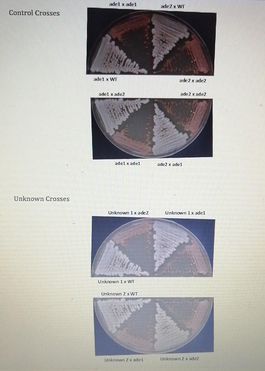 Solved YEAST LAB BIOS 1081 Background Yeast are