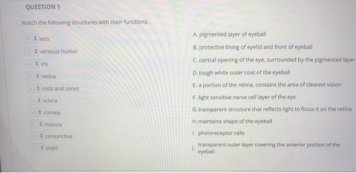 Solved QUESTION 1 Match the following structures with their | Chegg.com