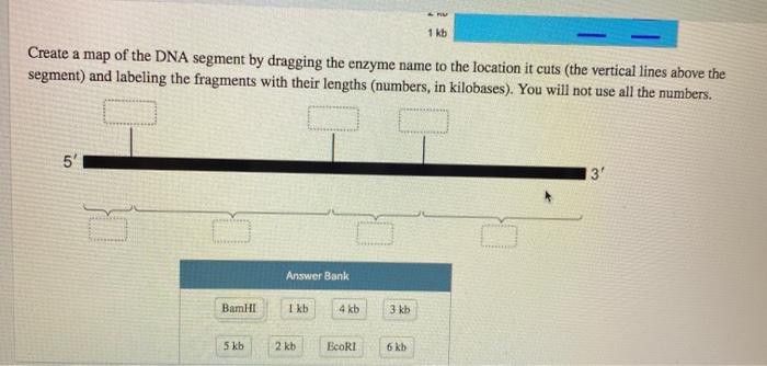 Solved 1 kb Create a map of the DNA segment by dragging the | Chegg.com