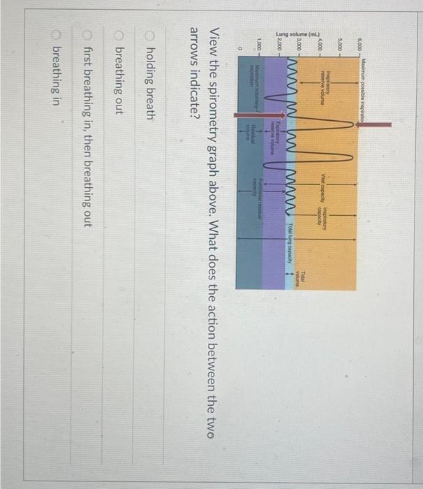 View the spirometry graph above. What does the action between the two arrows indicate?
holding breath
breathing out
first bre