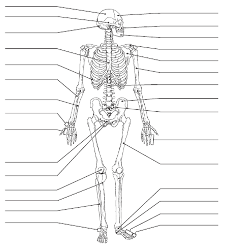 Solved: Identify all indicated bones (or groups of bones) in th ...