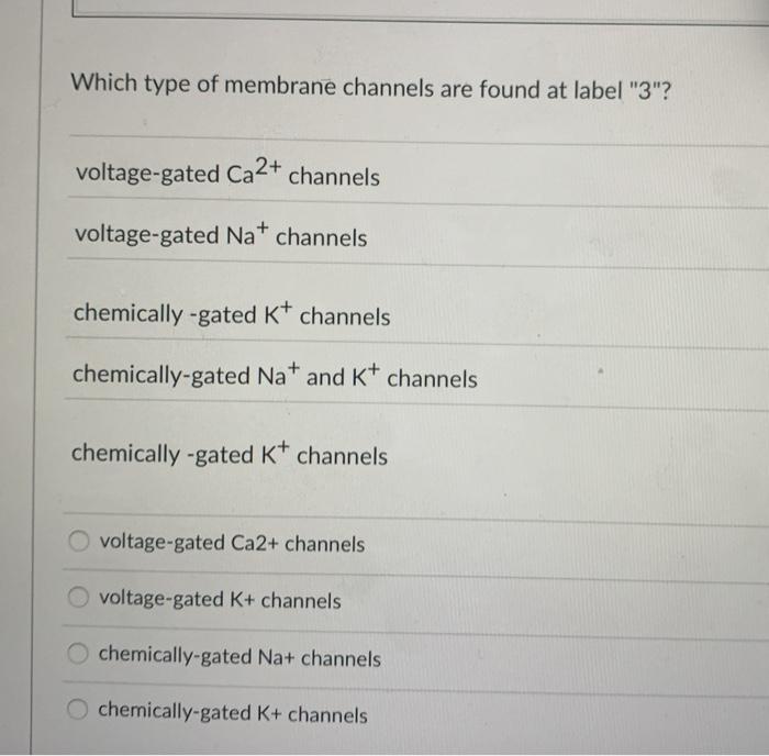 Which type of membrane channels are found at label 3? voltage-gated Ca2+ channels voltage-gated Nachannels chemically -gate