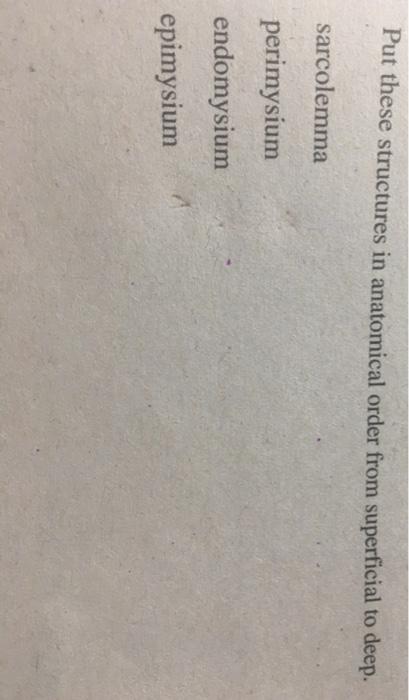 Solved Put These Structures In Anatomical Order From Chegg Com