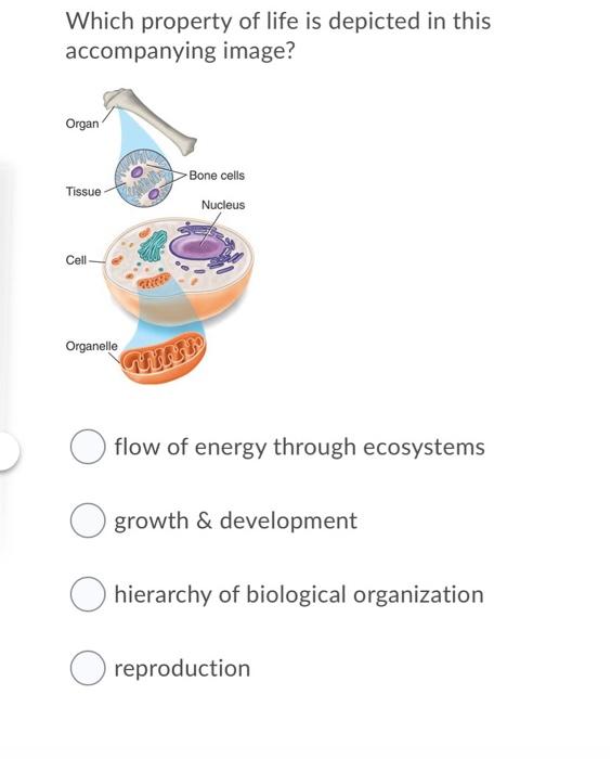 solved-which-property-of-life-is-depicted-in-this-chegg