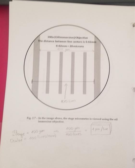 WORKSHEET Exercise 2 Microscopic Technique,