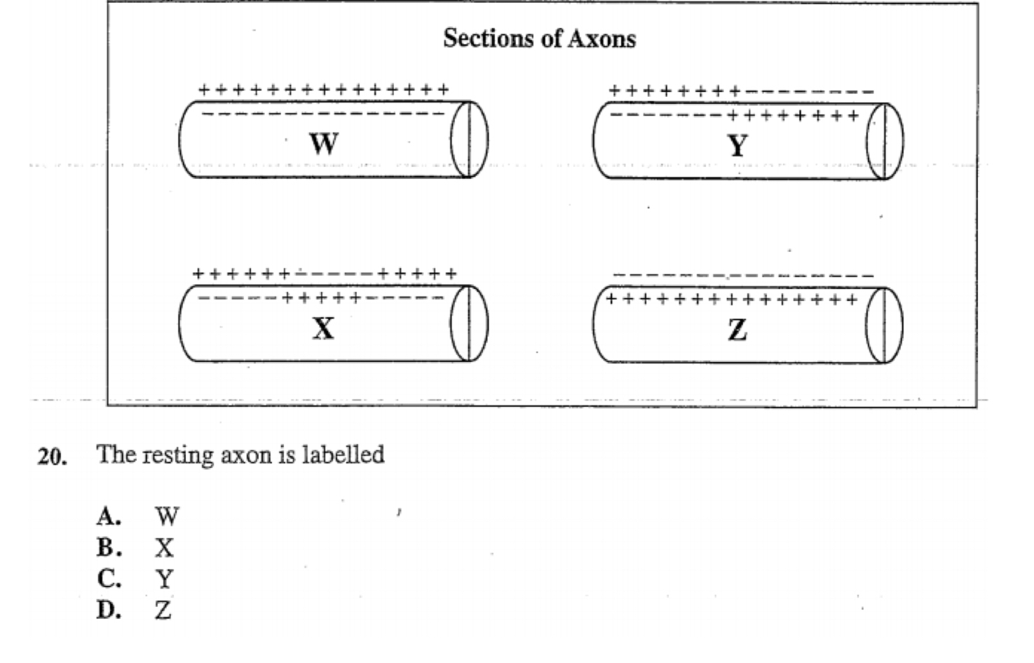 Solved Sections Of Axons20 ﻿the Resting Axon Is