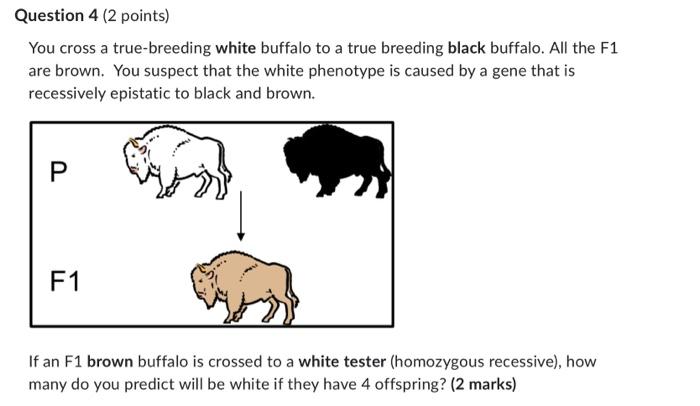 Solved Question 4 (2 points) You cross a true-breeding white | Chegg.com