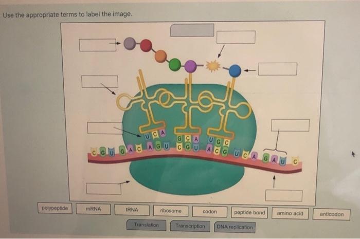 Solved Match each phase of a standard in vitro growth curve | Chegg.com