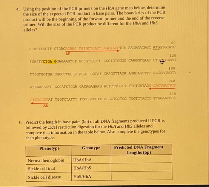 Solved 4. Using the position of the PCR primers on the HbA