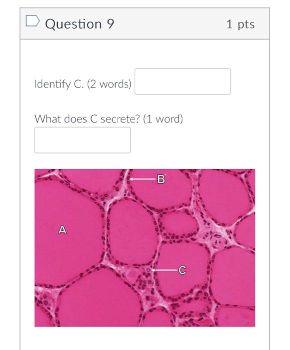 solved-identify-c-2-words-what-does-c-secrete-1-word-chegg