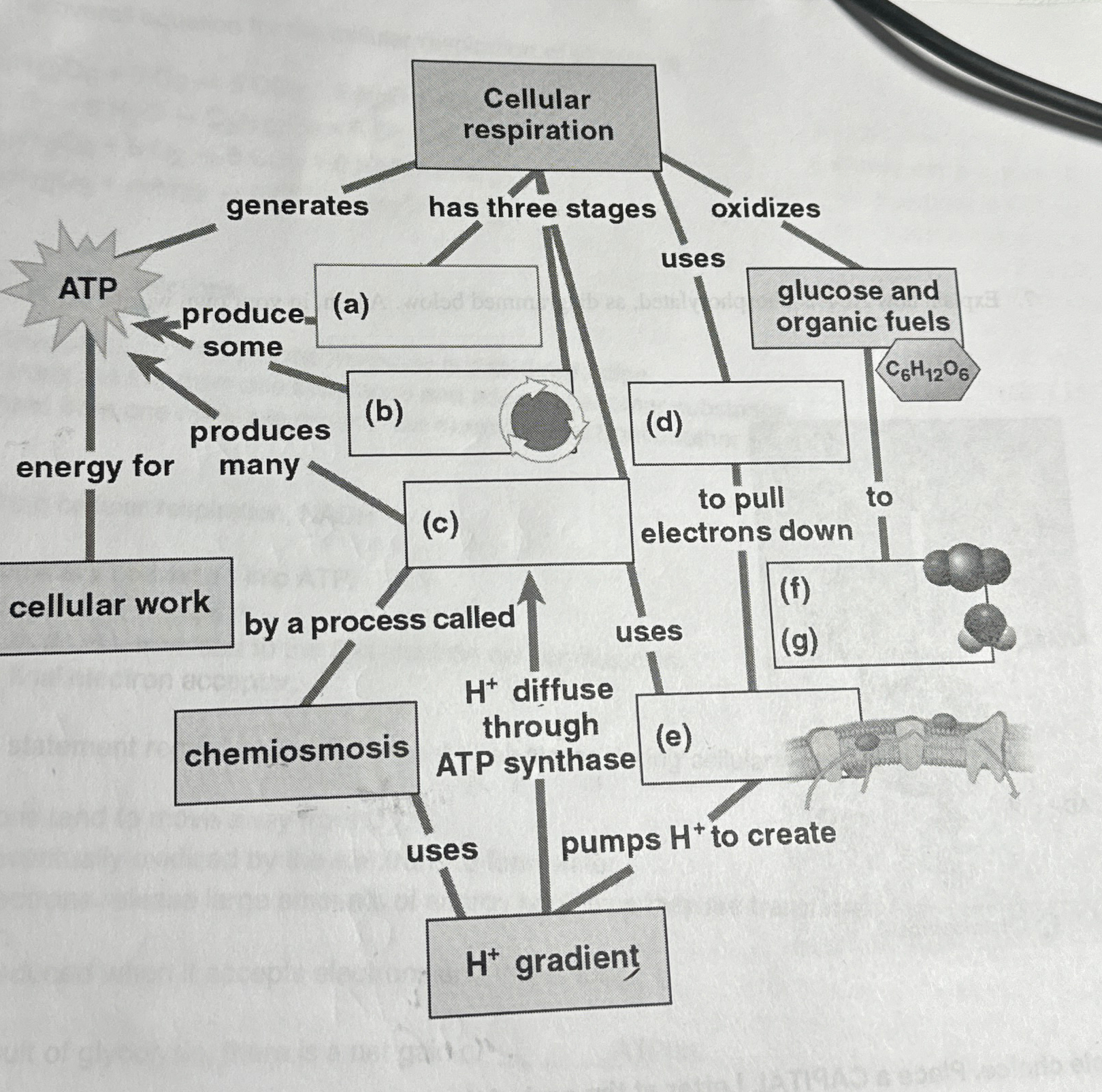 Solved Cellurar respiration work flow chart | Chegg.com